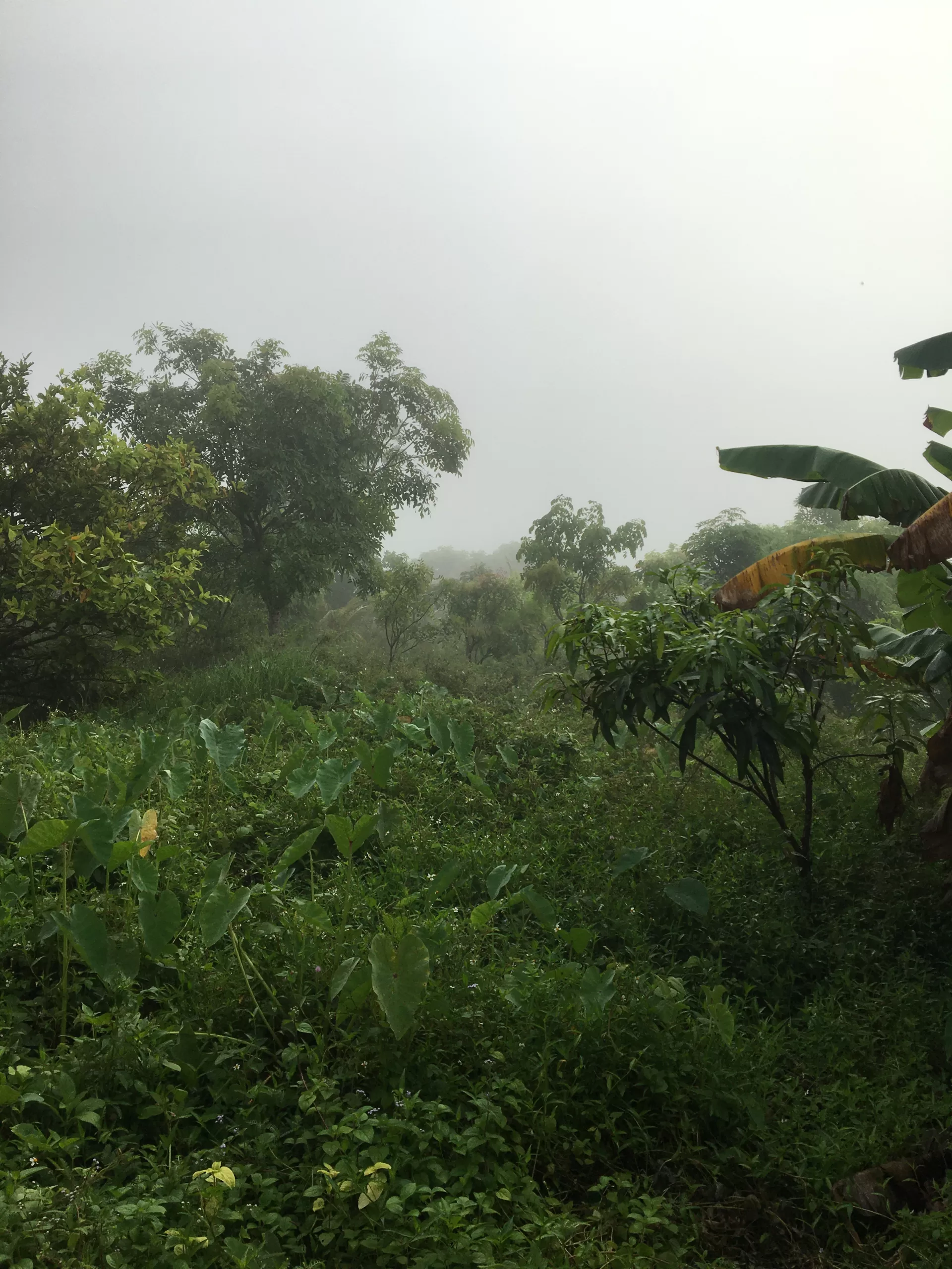 wet season days in the countrified