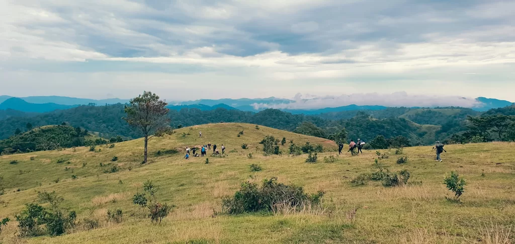 The Lonely Pine in Ta Nang